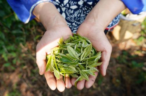 最全面的泡茶新手成长指南 不同茶类最佳冲泡方法 