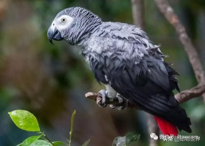 ​灰鹦鹉吃什么食物（灰鹦鹉吃什么当主食）非洲灰鹦鹉 又称非洲灰鹦、灰鹦鹉或刚