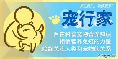 ​猫咪食欲不佳不肯吃东西怎么办（不吃东西怎么办）