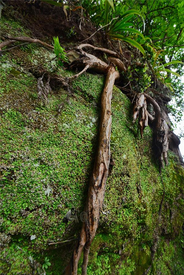 青石山一日游（神龙山上朝圣道）(6)