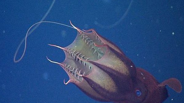 深海里的生物越深越恐怖?揭秘深海里恐怖的十大生物