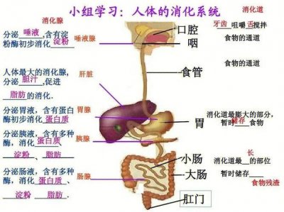 ​消化系统的功能（消化功能的过程）