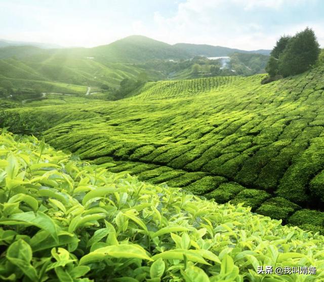 西湖龙井明前茶叶的特点（绿茶中最有名望的）(4)