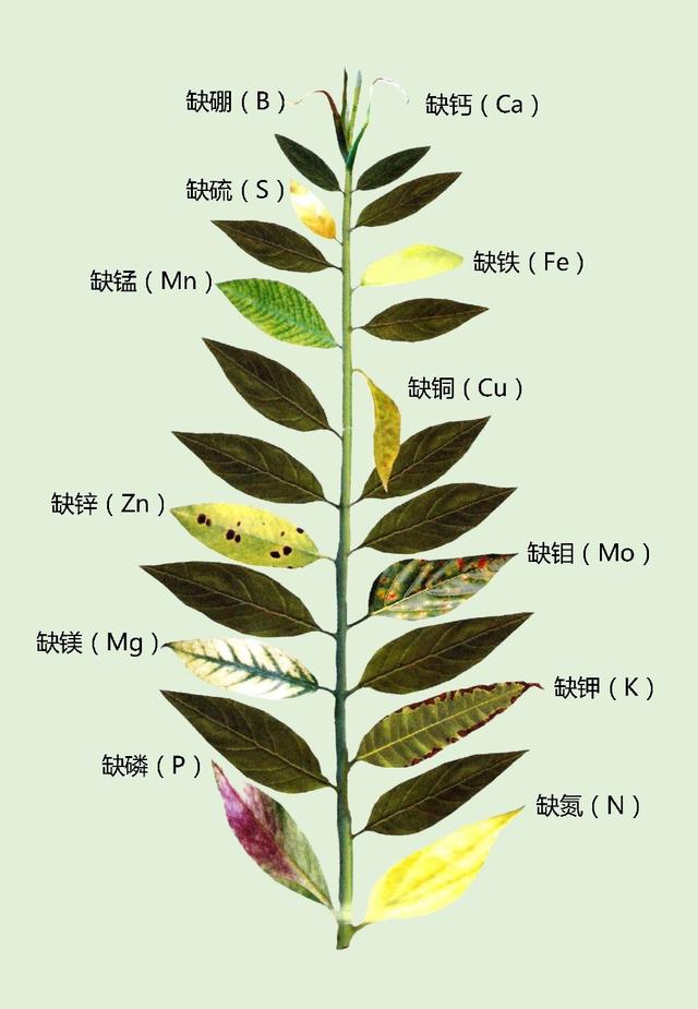 铁树叶子发黄是咋回事（铁树叶子发黄的六个原因）(5)