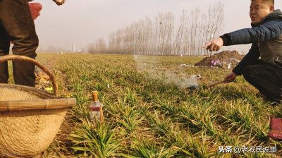 ​坟地栽树怎么栽栽几棵（坟地栽树栽什么位置的讲究）