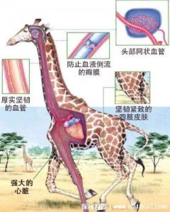 ​长颈鹿心脏特点（长颈鹿心脏特点推荐）