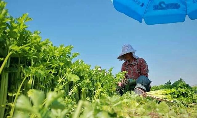 芹菜属于什么类蔬菜，芹菜是我们常吃的一种蔬菜，都有哪些种类？如何种植才能高产？图8