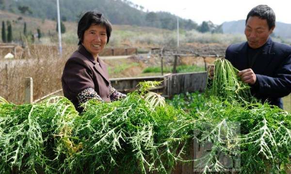 东阳博士菜的由来,长得像海带,可以凉拌的菜是什么图3