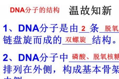 ​dna复制方向是沿模板链的