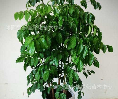 什么植物防辐射效果最好：哪些植物能够防辐射