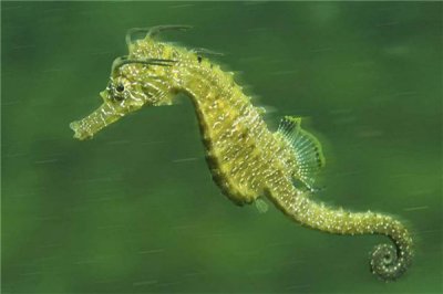 ​刺海马：面对毁灭的一种生物,属于海洋生物的一种