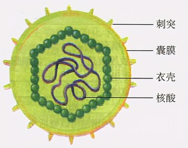 ​这个冬天疫情为何此起彼伏（为什么病毒在冬天更厉害）