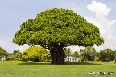 ​让大树一夜死掉的药水（什么药可以让大树慢慢死去）