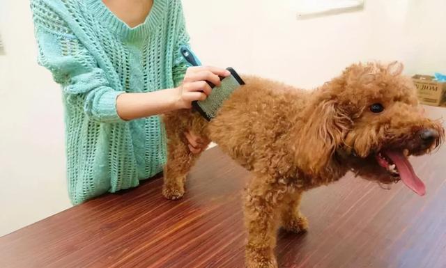 贵宾犬和泰迪都有哪些区别（3招教你如何辨别）(7)