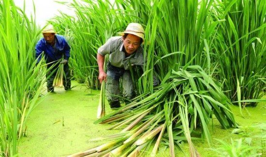 茭白发黑可以吃,茭白心有黑点能吃吗图4