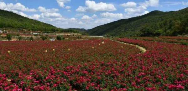 芈月山玫瑰谷自然风景区在哪里,芈月山玫瑰谷是哪个省图7