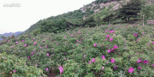 芈月山玫瑰谷是哪个省