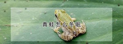 ​青蛙是怎么冬眠的,青蛙怎么冬眠