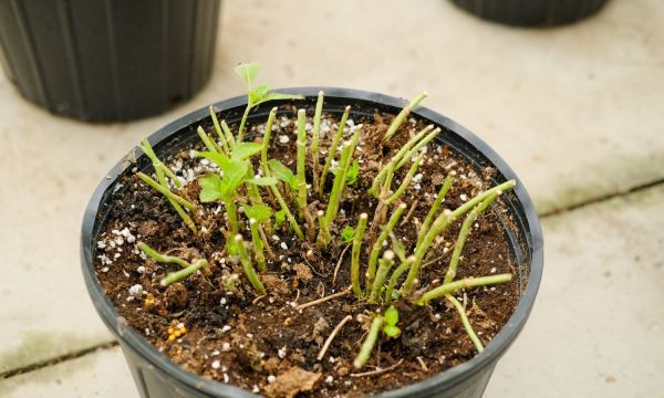 绣球花有毒,绣球花有毒吗对人有害吗图3