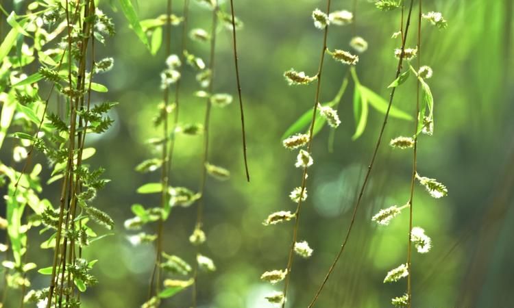 柳树上有柳絮,那么杨树上的小毛毛叫什么呢