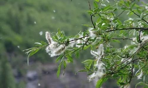 在括号里填量词一()柳树,一()柳絮