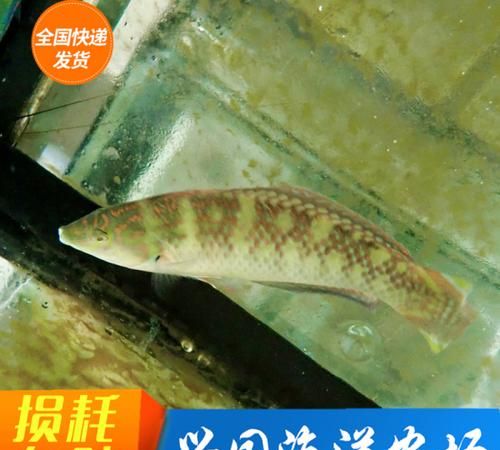 海猪属于鱼类吗