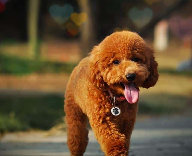 泰迪贵宾犬多少钱一只-（一般贵宾犬要多少钱一只）