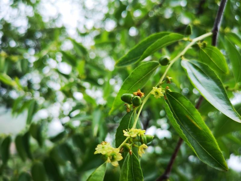 门前种什么树镇宅风水最好（房子门口种什么树好）