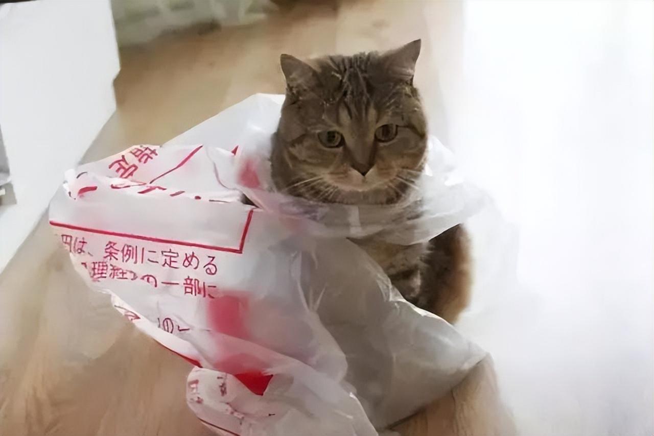 猫咪吃塑料袋子是什么原因（猫吃塑料袋怎么回事）