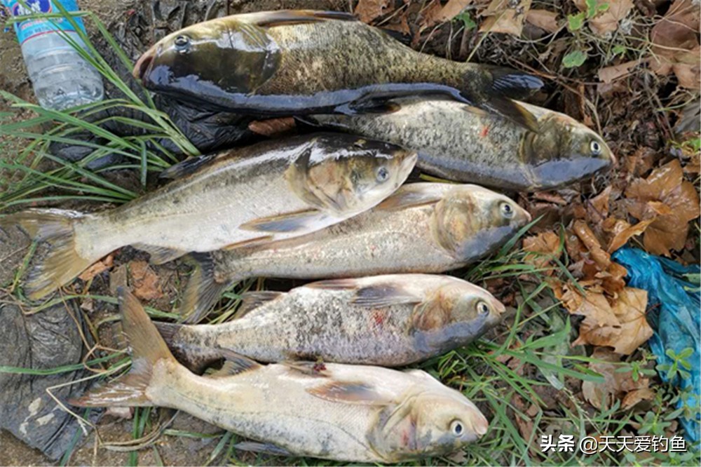 钓鲢鳙自制饵料配方法（钓大头鱼的最佳饵料）