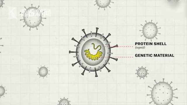 德尔塔变异株多可怕（200秒认识南美毒王）(3)