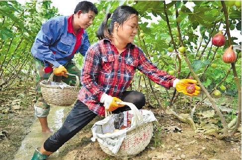 无花果种植技术指导（无花果的栽培技术）(2)