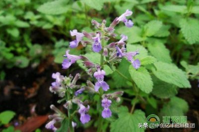 ​荆芥什么时候种(荆芥八月份可以种吗)