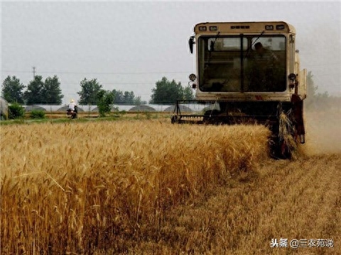 小麦一年可以种几季(小麦一年两熟是哪里)