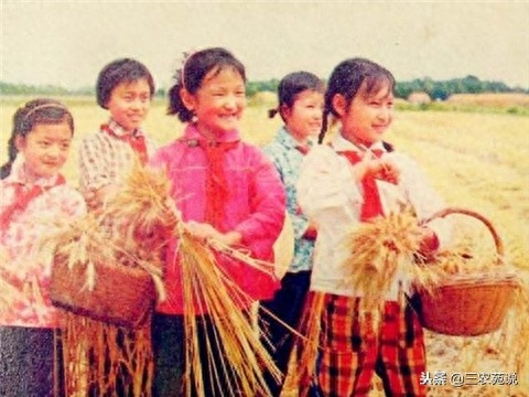 小麦一年可以种几季(小麦一年两熟是哪里)