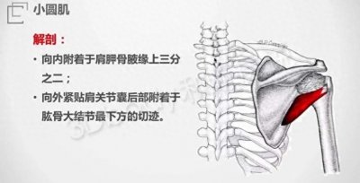 ​每日一肌-小圆肌