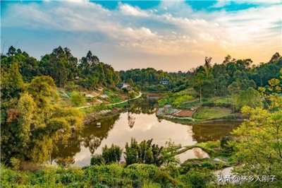 ​树下面种什么农作物好？林下种植前景如何？附种植技术