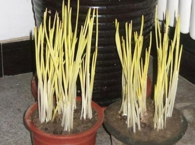 ​蒜黄的种植方法？做到5个步骤，在家也能种出新鲜的蒜黄