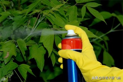 ​室内除虫驱虫用什么好？ 它才是最好的家庭绿色杀虫剂，悟透了它的杀虫机理，必