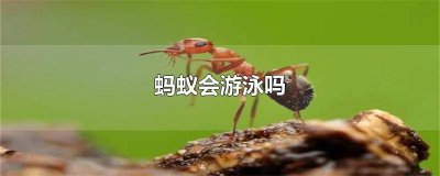 ​蚂蚁会游泳吗视频 蚂蚁会游泳吗教案