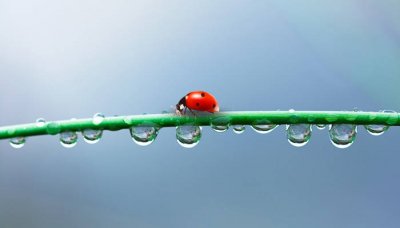 ​瓢虫特点有哪些特点 瓢虫的特点和生活特征