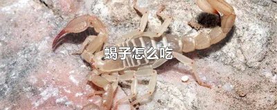 ​蝎子怎么吃