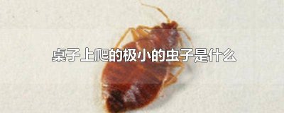 ​桌子上爬满了特别小白色的小虫 书桌上有小白虫