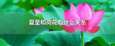 ​夏至荷花满池塘 夏日荷花池