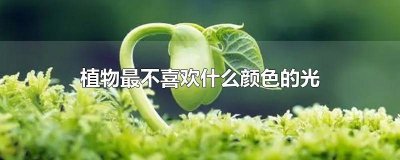 ​植物最不喜欢什么颜色的光红色 植物最不喜欢什么颜色的光线