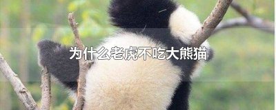 ​为什么老虎不吃大熊猫呢 老虎为什么不敢吃熊猫?