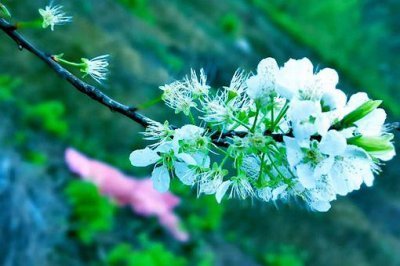 ​芳林新叶催陈叶,流水前波让后波歌颂的是什么蕴含的哲理是什么