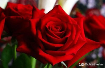 ​象征爱情至死不渝的花（什么花的花语代表至死不渝的爱）