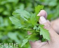 马兰头和虾能一起吃吗？马兰头和虾能一起吃