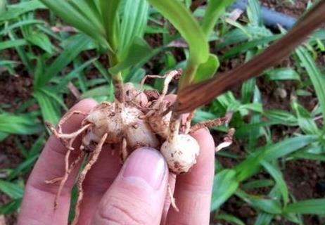 白芨是温性还是凉性 白芨偏寒性